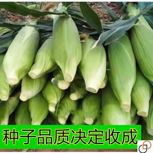 Sticky yellow corn seeds, sweet, sticky, soft and waxy yellow corn seeds, high-yielding field seeds for sowing in all seasons, sweet yellow waxy corn seeds, 6 packs of 300 grains, selected grains