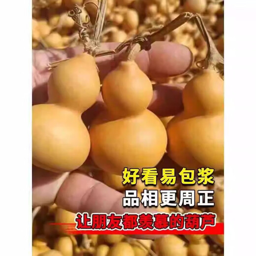 Hand-twisted small gourd seeds, Wenwan gourd potted plants, balcony and courtyard climbing vines for four seasons viewing, 20 hand-twisted gourd seeds + fertilizer