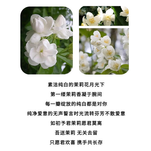 Mo Li Bracelet 999 Pure Silver Jasmine Bracelet High-end Light Luxury Bracelet for Valentine's Day Birthday Gift for Wife and Girlfriend 999 Jasmine Bracelet + Rose Gift Box + Pure Silver Appraisal Certificate 9g