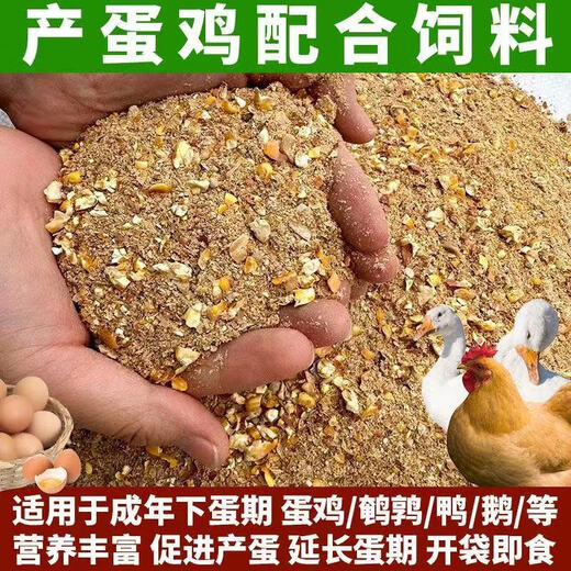 BEYZK medium and large laying hen egg-laying feed corn grits premix 50Jin Jin is equal to 0.5kg Full price feed 100Jin Jin is equal to 0.5kg 100Jin Jin is equal to 0.5kg Ordinary layer feed contains 50% corn grits