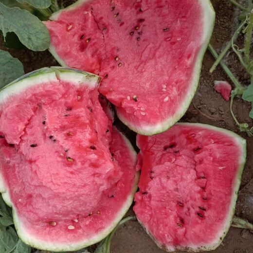 Meidu watermelon seeds, disease-resistant, thin-skinned, crack-resistant, sweet, crisp, red flesh, super 8424 Jingxin round watermelon seeds, 1000 grains, large package, disease-resistant Meidu 5 bags