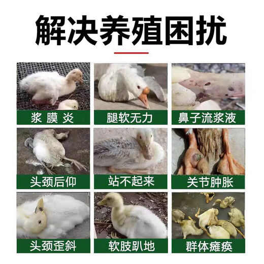 Freeze-dried powder for ducks unable to stand up. Poultry disease and chicken disease. Complete treatment for chicken and duck raising. Special soft foot serositis for raising chickens and ducks. Two bags for duck farming. Legs are weak.