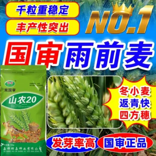 Wholesale nationally approved wheat seeds, original species, frost-resistant, lodging-resistant, rain-resistant, no buds, high-gluten wheat from the Academy of Agricultural Sciences, non-frozen, ton-produced original species, Shannong 20, 1 bag of 30 Jin, equal to 0.5 kg, now on sale