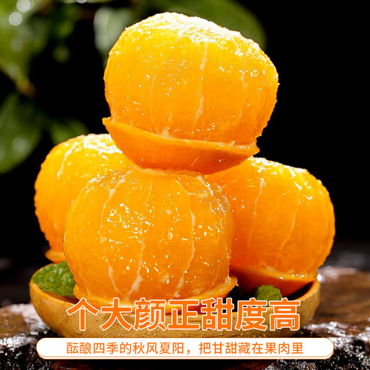 Naranjas Navel alpinas de Fujian Nogyuguo Naranjas de temporada recién cortadas, ácidas, dulces y jugosas. Frutas de temporada. Caja entera de naranjas navel frescas. 5Jin Jin equivale a 0,5kg. Embalaje seleccionado. Fruto único de 60-70 mm. Peso neto 4,5 Jin. Jin equivale a 0,5 kg.