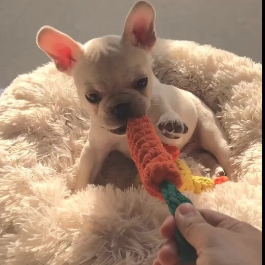 OYKTN Pet Dog Sound Toy Teething Stick Bite-resistant Teddy Bichon Puppy Knot Toy Small and Medium-sized Dog Puzzle Carrot + Drop Ball Teeth Cleaning and Mouth Guard Bite-resistant 2-piece Set A