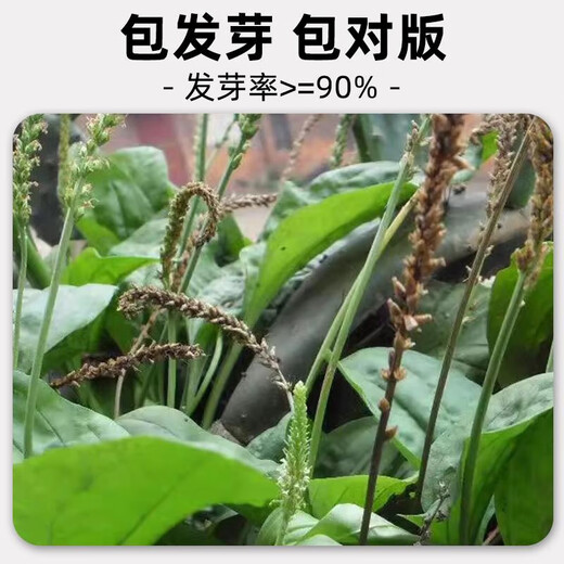 Tianfen Plantain Seeds New Plantain Seeds Medicinal and Food Four Seasons Sowing Chinese Herbal Medicine Planting Balcony Potted Planting Field Planting Plantain Seeds 200 capsules Selected Good Seeds + Free