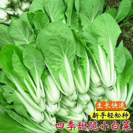 Four-season Shanghai green seeds, small green cabbage, chicken feathers, fast-growing cabbage, rapeseed, heat-, humidity- and cold-resistant, field use, original four-season fast-growing cabbage, about 3600 capsules, 3 packs