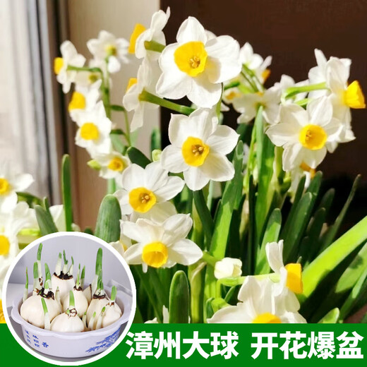 花语笙默水仙花盆栽水养花卉漳州水仙种球办公桌面室内水培易开花绿植物球 超大水仙种球5个+营养液+生根粉（周长22-24cm）