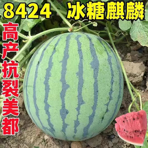 8424 Kirin watermelon seeds, seedless, high-yield rock sugar, lazy watermelon seeds, southern four-season vegetable and fruit seeds, Huayu original color pack, 1 pack, about 50 capsules