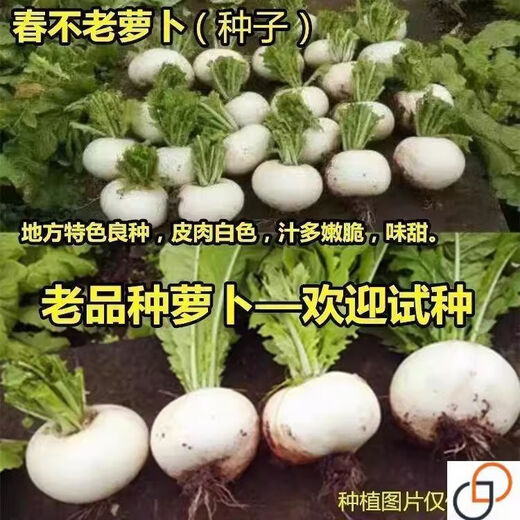 Large round white radish seeds, spring and autumn vegetable seeds, spring everlasting radish, extra large super sweet fruit radish seeds, new seeds this year - spring everlasting white skin, white heart round radish seeds, 5 packs