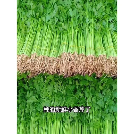 Four Seasons Parsley Seeds, Crispy, Tender and Thin-stemmed Celery Seeds, Heat and Cold Resistant, High Yield Field Base Vegetable Seeds. Original and Authentic Four Seasons Parsley, about 2,000 capsules. Original Color Packet 1 Pack