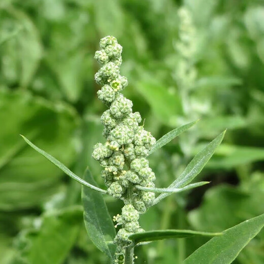Xinyi black quinoa seeds are early-maturing and high-yielding in the field for easy-to-live quinoa seeds and multi-grain seeds. Red quinoa seeds are half Jin Jin equal to 0.5 kg.