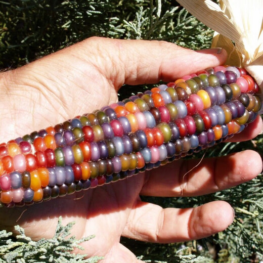 Linpan colorful glazed corn seeds, blood-streaked corn, cultural gemstones, corn ornamental corn seed pendants, accessories, bodhi, colorful corn seeds, randomly mixed colors, 20 grains*3 packs