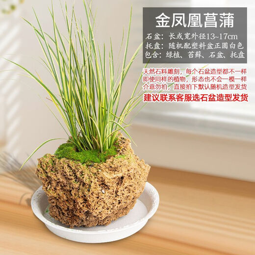 Absorbent stone flower pot, natural strange stone, absorbent stone, upper water stone, original stone, stone pot, calamus, succulent potted plant, bonsai micro-scape, 13-17cm stone pot + golden phoenix calamus package one