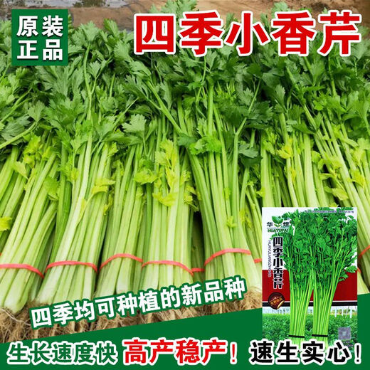 Four Seasons Parsley Seeds, Crispy, Tender and Thin-stemmed Celery Seeds, Heat and Cold Resistant, High Yield Field Base Vegetable Seeds. Original and Authentic Four Seasons Parsley, about 2,000 capsules. Original Color Packet 1 Pack