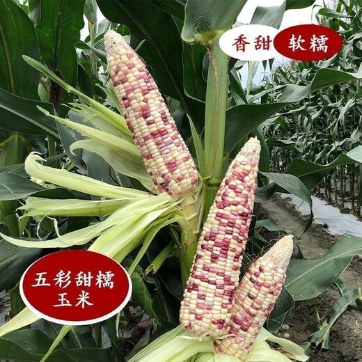 National Approval Super Sweet Colorful Waxy Corn Seeds Flowery Waxy Corn Seeds Colorful Cloud Sweet Waxy Corn Farmers High Yield National Approval Colorful Waxy Corn Seeds 5 packs about 251 grains