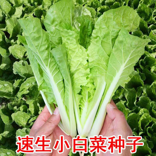 Four-season Shanghai green seeds, small green cabbage, chicken feathers, fast-growing cabbage, rapeseed, heat-, humidity- and cold-resistant, field use, original four-season fast-growing cabbage, about 3600 capsules, 3 packs