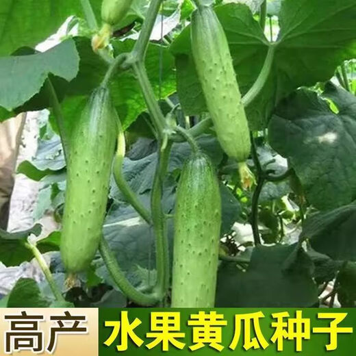 High-yielding fruit cucumber seeds for north and south raw dry cucumbers in spring and autumn small vegetable garden balcony four-season vegetable seeds this year 2 packs about 100 capsules