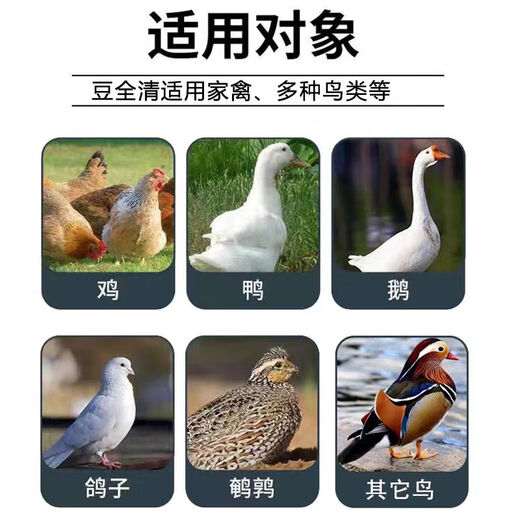 Freeze-dried powder for ducks unable to stand up. Poultry disease and chicken disease. Complete treatment for chicken and duck raising. Special soft foot serositis for raising chickens and ducks. Two bags for duck farming. Legs are weak.