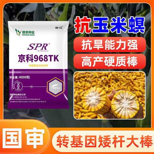 Strong man's genetically modified high-yielding corn seeds, Academy of Agricultural Sciences National Approval, Insect Resistance, Double Sticks, Large Sticks, Lodging Resistance, Drought Resistance, Disease Resistance, Corn Seeds, Transgenic Insect Resistance, High Germination Rate, 4000 grains, Disease Resistance