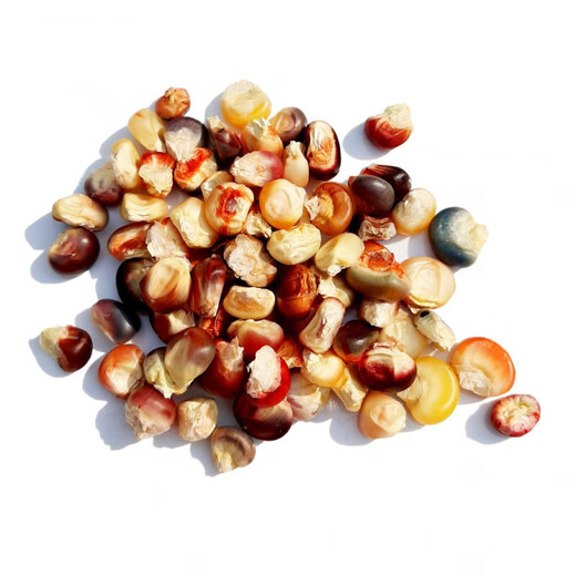 Linpan colorful glazed corn seeds, blood-streaked corn, cultural gemstones, corn ornamental corn seed pendants, accessories, bodhi, colorful corn seeds, randomly mixed colors, 20 grains*3 packs