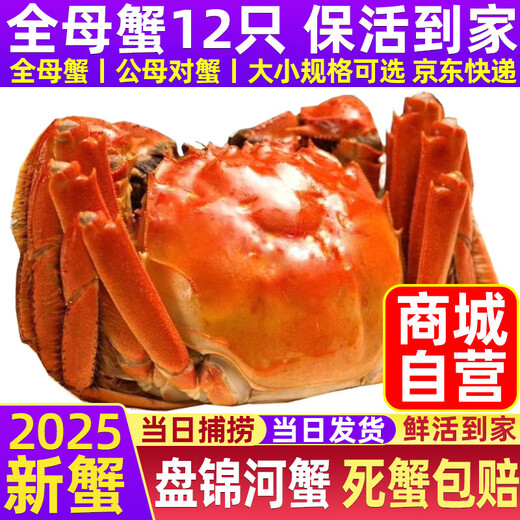 [Living Crab] Panjin River Crab Rice Field Crab River Crab Fresh Live Hairy Crab Gift Box Fat Crab Cordless Net Weight Whole Female Crab 1.8-2.1 Twelve [6]