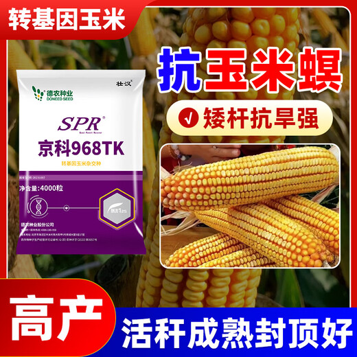 Strong man's genetically modified high-yielding corn seeds, Academy of Agricultural Sciences National Approval, Insect Resistance, Double Sticks, Large Sticks, Lodging Resistance, Drought Resistance, Disease Resistance, Corn Seeds, Transgenic Insect Resistance, High Germination Rate, 4000 grains, Disease Resistance