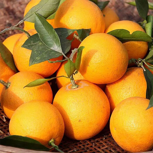 Sweet and courteous authentic Mayang rock sugar orange fresh jelly sweet orange fruit Hunan seasonal hand-peeled oranges whole box of oranges 4.5Jin Jin is equal to 0.5kg Net weight 50-55mm