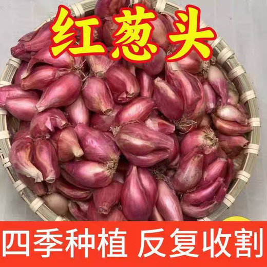 Cebollas rojas, semillas de cebollino de cuatro estaciones, flores de cebolla frescas, cebollas rojas en macetas, semillas de cebollino de cuatro estaciones, cebollas, chalotes seleccionados 4 Jin Jin equivalentes a 0,5 kg, empaquetados con unos 300 pétalos, espesor 1-2 cm