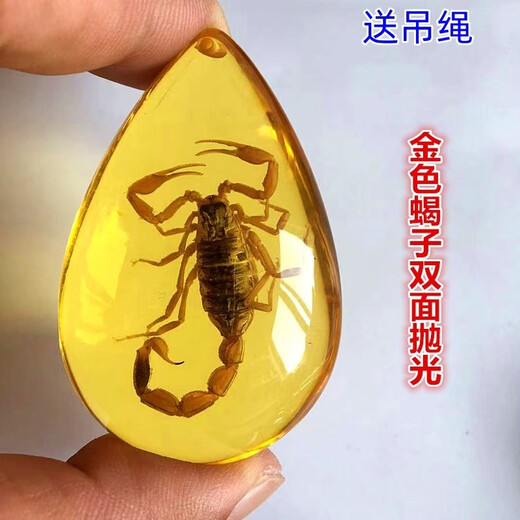 Fat Donglai's same amber insect specimens for elementary school textbooks popular insect amber resin ornaments butterfly crab creative hanging scorpion + hanging rope