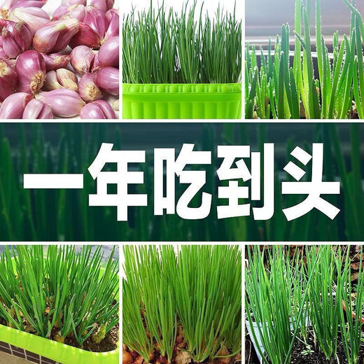 Cebollas rojas, semillas de cebollino de cuatro estaciones, flores de cebolla frescas, cebollas rojas en macetas, semillas de cebollino de cuatro estaciones, cebollas, chalotes seleccionados 4 Jin Jin equivalentes a 0,5 kg, empaquetados con unos 300 pétalos, espesor 1-2 cm