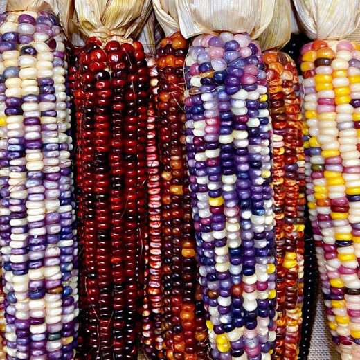 Linpan colorful glazed corn seeds, blood-streaked corn, cultural gemstones, corn ornamental corn seed pendants, accessories, bodhi, colorful corn seeds, randomly mixed colors, 20 grains*3 packs