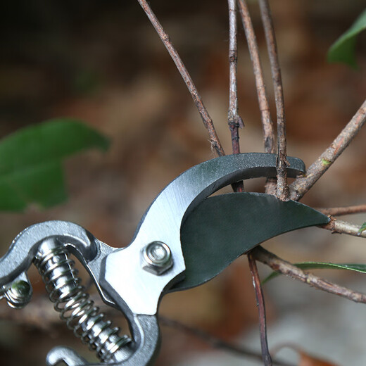 Reliance on the forest pruning scissors thickened household garden grafting shears manual resin shears garden pruning pliers 8-inch fruit branch shears fruit branch shears