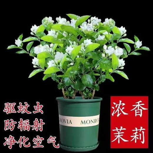 Jasmine seedling potted plant with buds Jiuli Xiang old pile mosquito repellent flower plant indoor strong fragrance blooms in all seasons and easy to grow Large jasmine flowers 4-6 buds are full and pots are not included