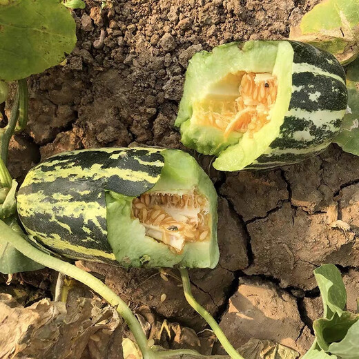 Bomei No. 9 croissant honey melon seeds Boyang 9 flower skin green flesh thin skin sweet crispy balcony potted melon seeds 500 capsules original Zhongke T61