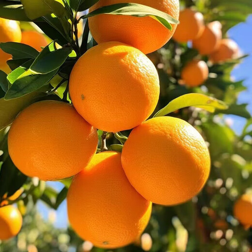Naranjas Navel alpinas de Fujian Nogyuguo Naranjas de temporada recién cortadas, ácidas, dulces y jugosas. Frutas de temporada. Caja entera de naranjas navel frescas. 5Jin Jin equivale a 0,5kg. Embalaje seleccionado. Fruto único de 60-70 mm. Peso neto 4,5 Jin. Jin equivale a 0,5 kg.