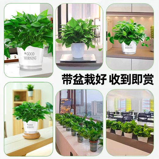 Pangmao green radish indoor potted hydroponic plant green basket long rattan extra large pot living room green plant purifies the air and removes odor 120# good morning white water absorbing basin 1 pot + special fertilizer * 2 + pot