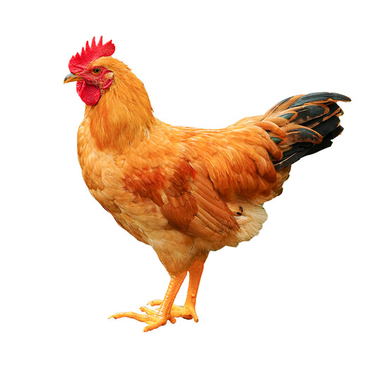 Dr. Yang, 4 free-range native chickens in southern Anhui Province, net weight 4Jin Jin is equal to 0.5kg, uncrowded little rooster, boy chicken, three-yellow chicken, straight from the source