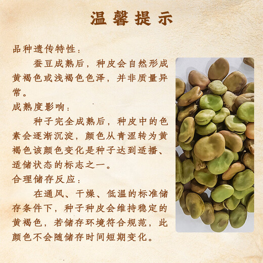 北蔬 蚕豆种子苗大胡豆早熟本地适合南北方耐寒菜籽 农家蚕豆种子500g