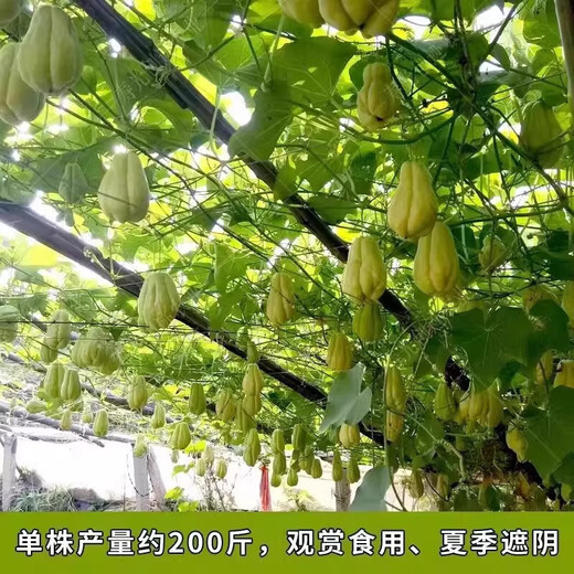 Chayote seedlings, seedlings with roots, seeds, larvae seedlings, melon seedlings, handrail melon planting seedlings, 12 chayote seedlings