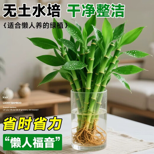 Shuzhimei Hydroponic Plant Lucky Bamboo Trial Pack Hydroponic Lucky Bamboo with Roots 10 Branches 15-20cm Straight from the Source