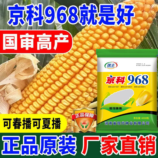 Suiyiman Yunnan-Guizhou-Sichuan high-yielding corn Jingke 968 low-stem big stick high-yielding resistance to lodging and rust disease dual-purpose grain and feed can be stored as green storage 1 bag 4000 grains