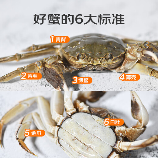 Live Crabs Crab San Clipper Village Hairy Crab Male 5.5-5.8 Two Females 4.5-4.8 Two 4 Pairs 8 Fresh Crabs in Stock Fresh Gift Box Directly from the Source