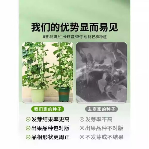 Hand-twisted small gourd seeds, Wenwan gourd potted plants, balcony and courtyard climbing vines for four seasons viewing, 20 hand-twisted gourd seeds + fertilizer