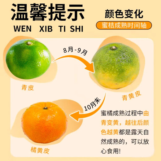 Jingmi Zhejiang Taizhou Yongquan Mandarine, Nettogewicht 2,5 Jin Jin entspricht 0,5 kg, Einzelfrucht 55 mm+, Zitrusfrucht-Geschenkbox, direkt von der Quelle