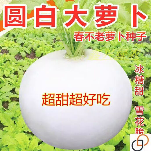 Large round white radish seeds, spring and autumn vegetable seeds, spring everlasting radish, extra large super sweet fruit radish seeds, new seeds this year - spring everlasting white skin, white heart round radish seeds, 5 packs