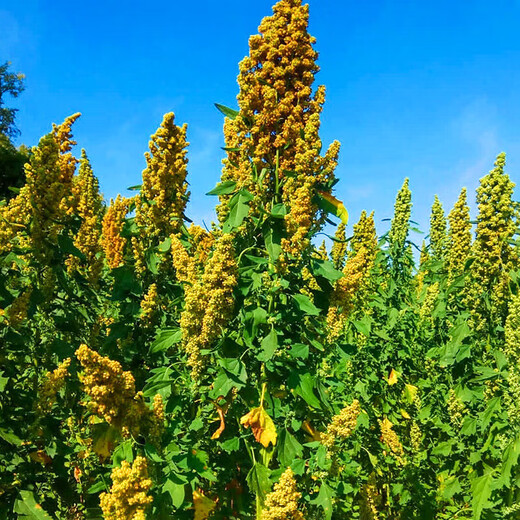 Xinyi black quinoa seeds are early-maturing and high-yielding in the field for easy-to-live quinoa seeds and multi-grain seeds. Red quinoa seeds are half Jin Jin equal to 0.5 kg.