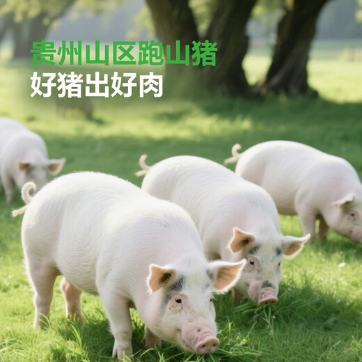 Gaojin Food Pork Knuckle Net Weight 2.2 Jin Jin is equal to 0.5 kg Guizhou Mountain Pig Pork Front Knuckle Pig Knuckle Pig Knuckle Hairless Pork Fresh