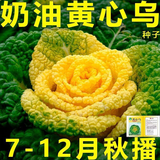 Yellow cabbage seeds are cold- and wet-resistant, chrysanthemum heart cream, yellow cabbage vegetable seeds for garden planting, yellow cabbage seeds, buy two packs, get one free, about 3,000 grains