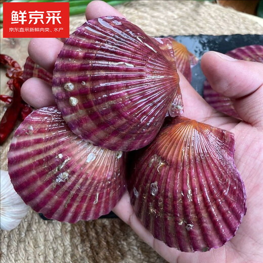 Freshly harvested from Beijing, fresh in season. Fresh red scallops. Net weight: 3 Jin. Jin is equal to 0.5 kg. 10-12 pieces/Jin. Jin is equal to 0.5 kg. Keep fresh but not alive.
